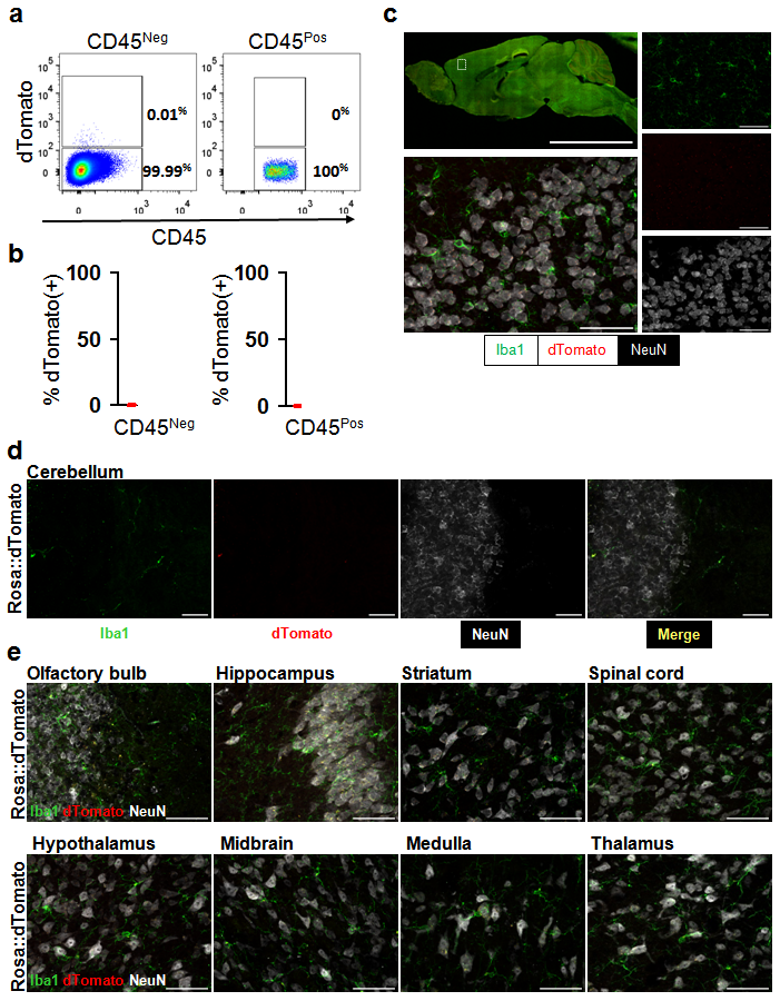 Cytometry analysis and regional histology reveals no dTomato+ cells in reporter 
animals with no Cre recombinase expression.